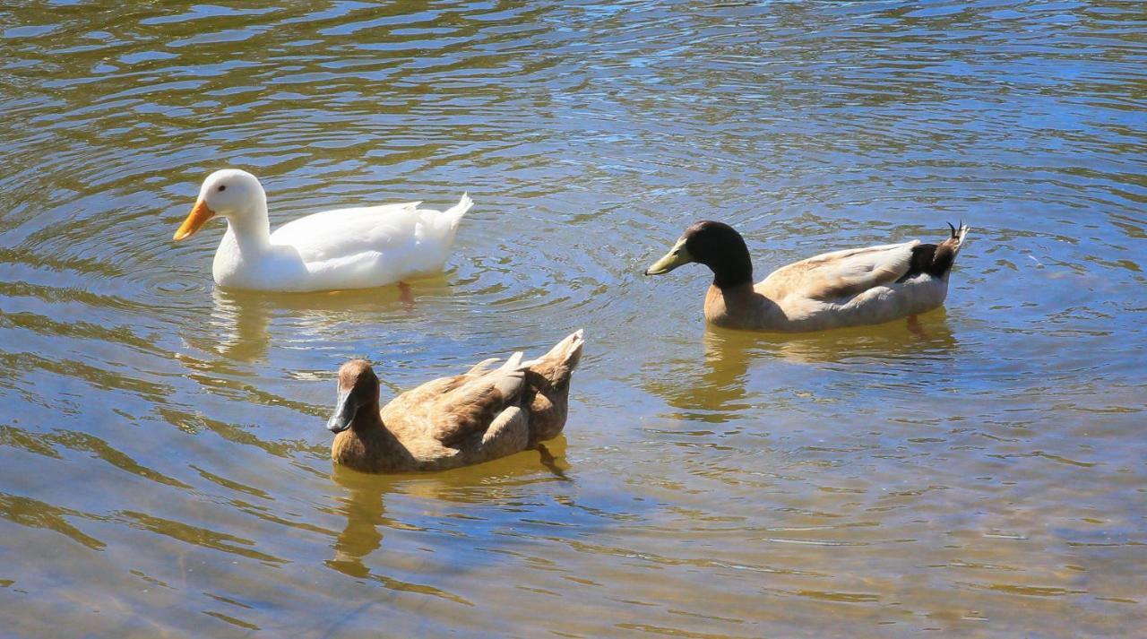 Sanctuary Lakes Fauna Retreat Urangan Exterior foto